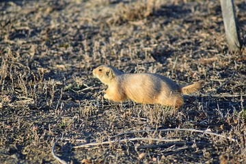 Prairie Dog (genus Cynomys ludovicianus) Black-Tailed in the wild, herbivorous burrowing rodent, in the shortgrass prairie ecosystem, alert in burrow, barking to warn other prairie dogs of danger in B