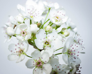 Naklejka na ściany i meble A High-Key Photo of Cherry Blossom Flowers
