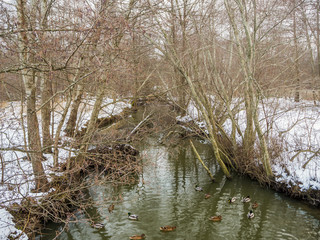 Beautiful water reflections on a lake with ducks  lake. 