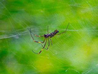 Spider