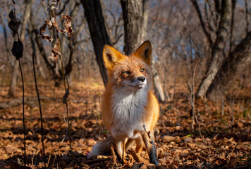 red fox in forest