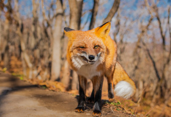 red fox in forest
