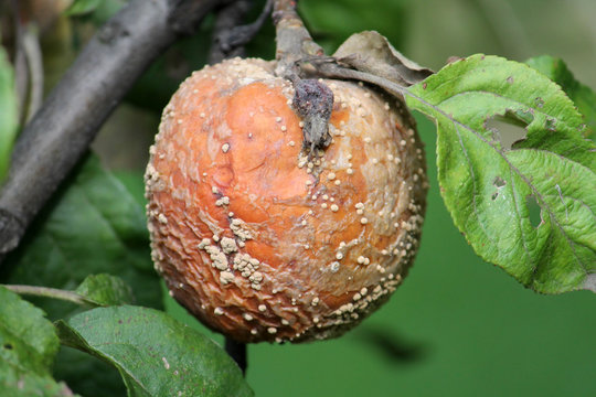Brown fruit rot of apple caused by Monilia fungus