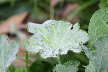 Powdery mildew Ecaused by Podosphaera aphanis on green leaf of Common Lady's Mantle or Alchemilla vulgaris