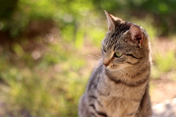 Brown tabby cat sitting in the garden, illuminated by beautiful sunlight. Selective focus.