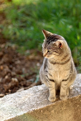 Brown tabby cat sitting in the garden, illuminated by beautiful sunlight. Selective focus.