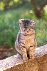 Brown tabby cat sitting in the garden, illuminated by beautiful sunlight. Selective focus.