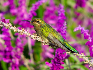 hummingbird