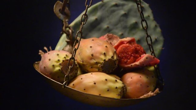 Opuntia ficus-indica ft7108_0816 Fico d'india &Phi;&rho;&alpha;&gamma;&kappa;&omicron;&sigma;&upsilon;&kappa;&iota;ά Indijska smokva