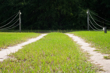 Grassy Path