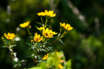 Sunny Yellow Flowers
