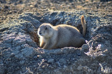 Prairie Dog (genus Cynomys ludovicianus) Black-Tailed in the wild, herbivorous burrowing rodent, in the shortgrass prairie ecosystem, alert in burrow, barking to warn other prairie dogs of danger in B