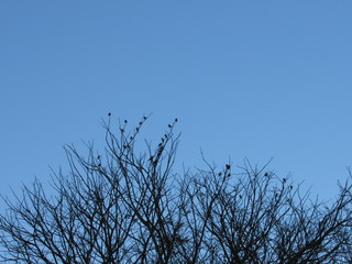 birds