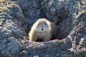Prairie Dog (genus Cynomys ludovicianus) Black-Tailed in the wild, herbivorous burrowing rodent, in the shortgrass prairie ecosystem, alert in burrow, barking to warn other prairie dogs of danger in B
