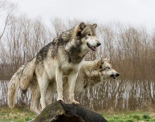 Wolves on the Lookout
