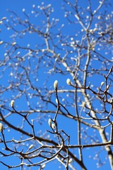 冬の青空に猫柳