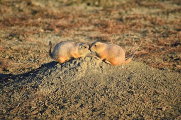 Prairie Dog (genus Cynomys ludovicianus) Black-Tailed in the wild, herbivorous burrowing rodent, in the shortgrass prairie ecosystem, alert in burrow, barking to warn other prairie dogs of danger in B