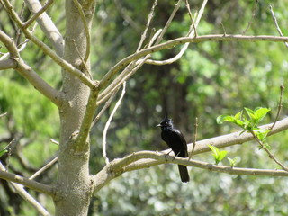 beautiful black bird