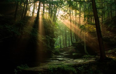 Sun rays piercing through the forest