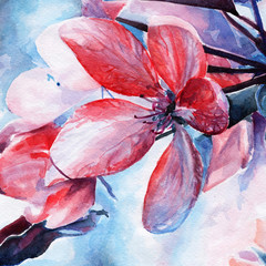 Fototapeta premium Cherry blossoms. spring bloom. flower and leaves. watercolor