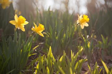 Hazy Daffodil II