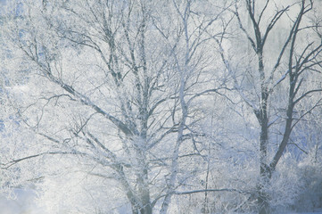 Cold snow covered tress, Stowe, Vermont, USA