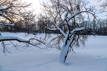 Winter landscape. Snow-covered park on a cold winter day. Snow on tree branches. Nature photography.