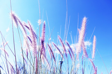 Fototapeta premium Blurred grass on background of blue sky