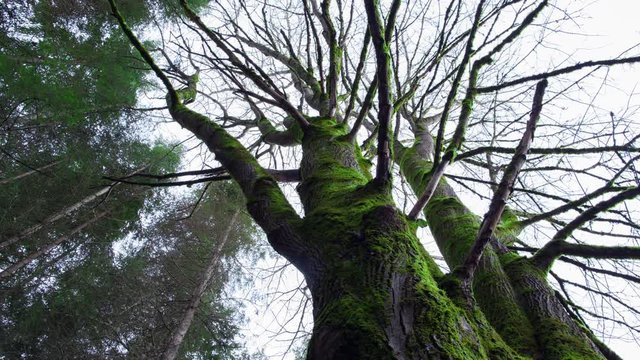 Mossy Big Leaf Maple Dolly Timelapse 4k