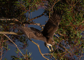 Red-tailed hawk about to dive,  seen in the wild in North California
