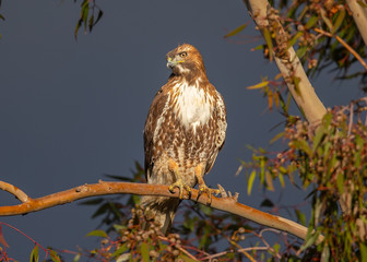Red-tailed hawk perched on a branch, seen in the wild in North California