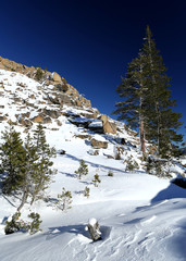 Snow in the mountains with pine trees and blue sky