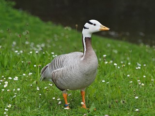 Beautiful egyptian goose on a meadow