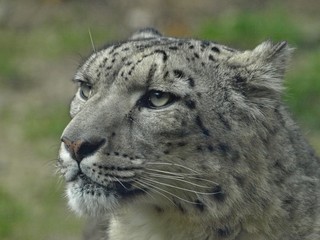 Macro of the head of a snow leopard
