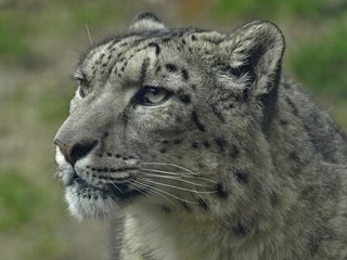 Macro of the head of a snow leopard