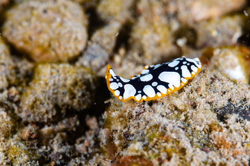 Flatworm Pseudoceros scintillatus