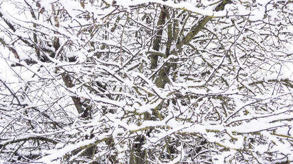 Apple tree in the snow, branches in the snow, snowy winter.