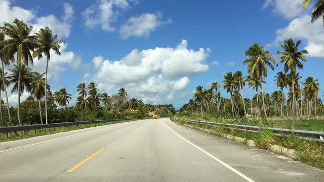Road through high palm trees, along the road, views of palm trees, palm forest. Road to the Dominican Republic