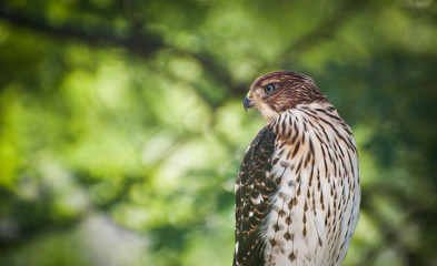 Hawk