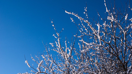 Branches in the snow against the blue sky. Snowy winter....