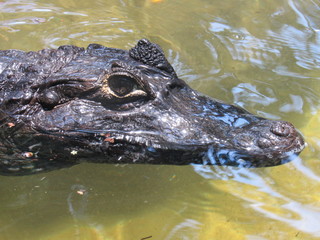 crocodile in water