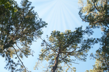 Bright Sunburst and Tree Tops