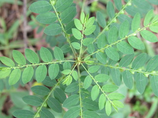 closeup of green leaf