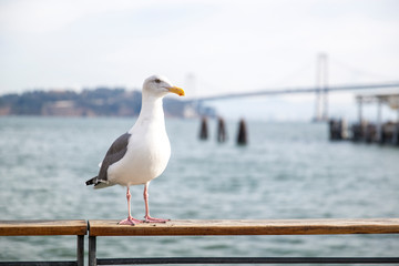 Seagull in San Francisco