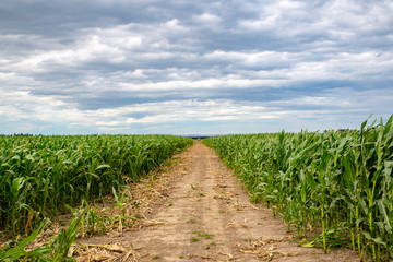 A dirt road breaks up a huge field of maize on a crop farm in Canterbury, New Zealand