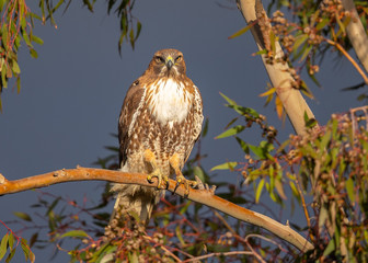Red-tailed hawk perched on a branch, seen in the wild in North California
