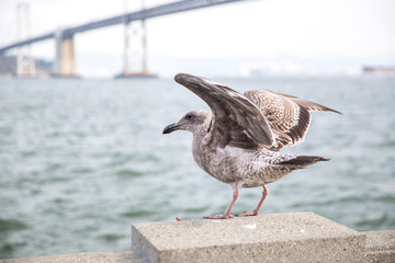 Seagull in San Francisco