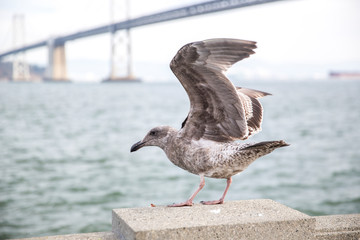 Seagull in San Francisco
