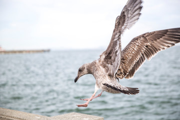 Seagull in San Francisco