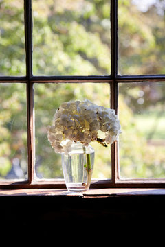 Hydrangeas in glass on a window sill